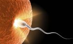 Spermin Yumurtaya Girdiğini Nasıl Anlarız, (İşte Hamilelik)+2022