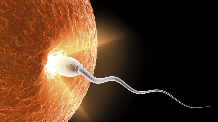 Spermin Yumurtaya Girdiğini Nasıl Anlarız, (İşte Hamilelik)+2022