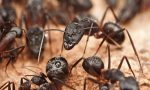 Rüyada Karınca Sürüsü Görmek Neye Delalettir 2022