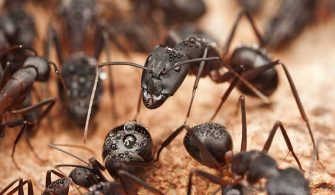 Rüyada Karınca Sürüsü Görmek Neye Delalettir 2022